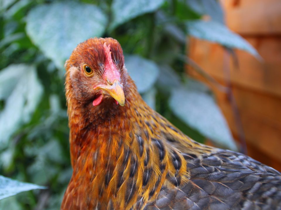chicken